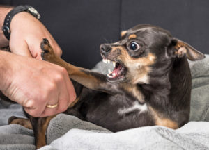 How Perenich, Caulfield, Avril & Noyes Can Help With a Clearwater Dog Bite Injury Claim